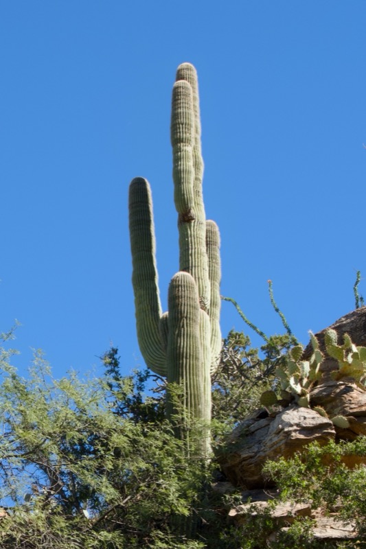 Tucson