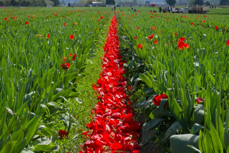 Skagit