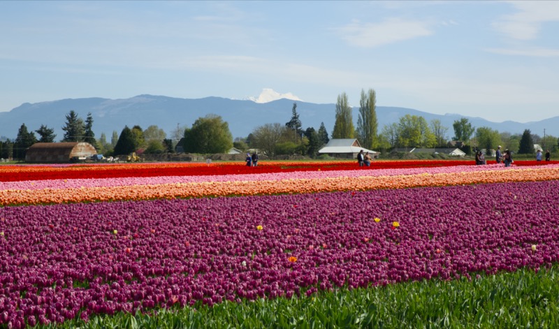 Skagit