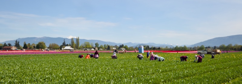 Skagit