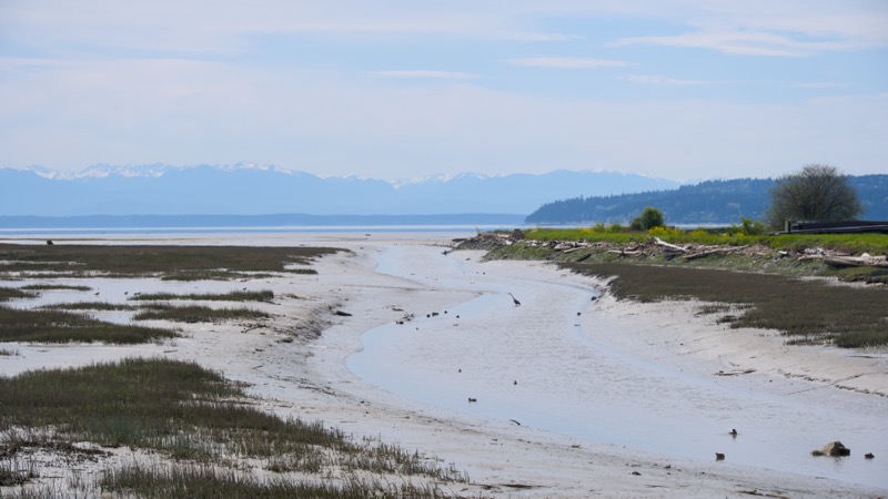 Skagit