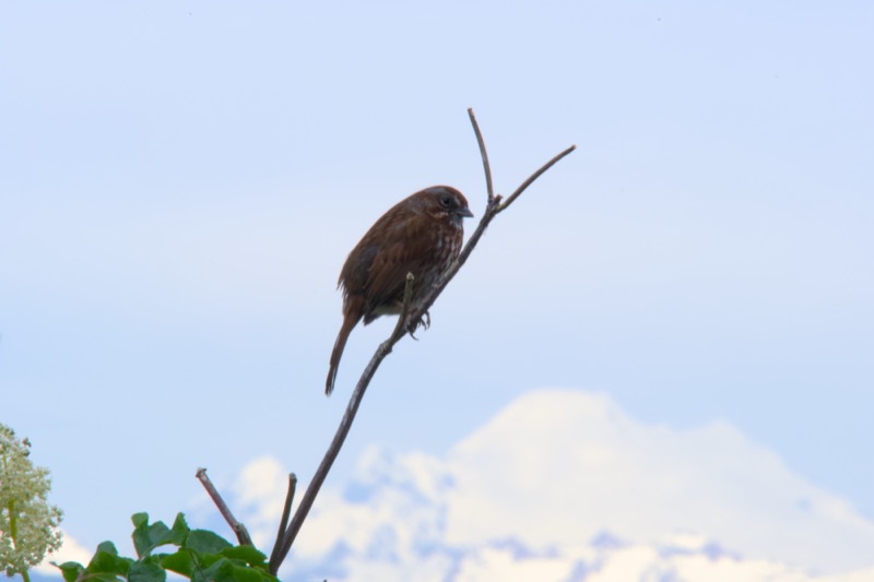 Skagit