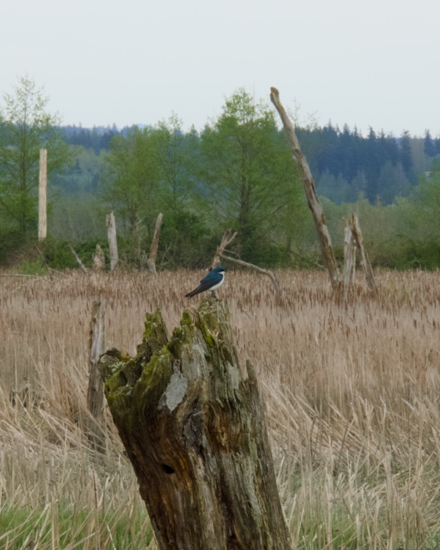 Skagit