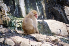 Shibu-Onsen-2025-186