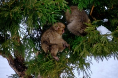 Shibu-Onsen-2025-187