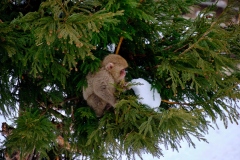 Shibu-Onsen-2025-189