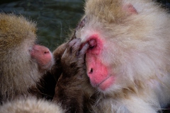 Shibu-Onsen-2025-190