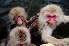 Shibu-Onsen-2025-191