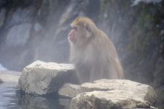 Shibu-Onsen-2025-193