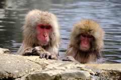 Shibu-Onsen-2025-195