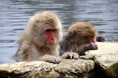 Shibu-Onsen-2025-196