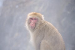 Shibu-Onsen-2025-201