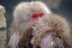 Shibu-Onsen-2025-202-1