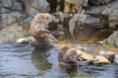 Shibu-Onsen-2025-204