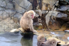 Shibu-Onsen-2025-205