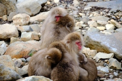 Shibu-Onsen-2025-209