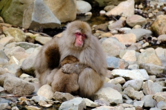 Shibu-Onsen-2025-211