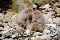 Shibu-Onsen-2025-212