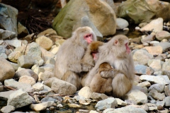 Shibu-Onsen-2025-213