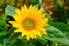 Ninh-Binh-2025-HK-33